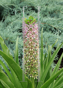 Picture of Eucomis comosa 'Reuben'