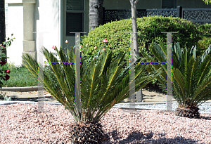 Picture of Cycas revoluta 