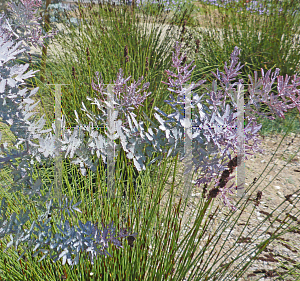 Picture of Acacia baileyana 'Purpurea'