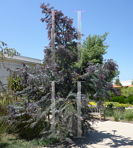 Picture of Acacia baileyana 'Purpurea'