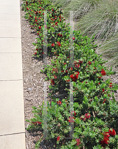 Picture of Callistemon  'Little John'