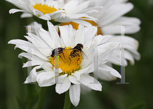 Picture of Leucanthemum x superbum 