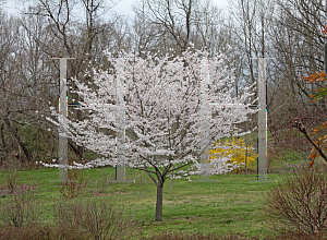 Picture of Prunus x yedoensis 