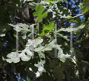 Picture of Quercus lobata 