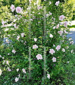 Picture of Hibiscus syriacus 'JWNWOOD4 (Pink Chiffon)'