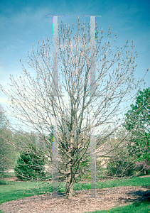 Picture of Fraxinus quadrangulata 