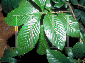 Picture of Gardenia augusta 