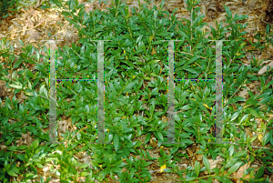 Picture of Gardenia augusta 'Prostrata'