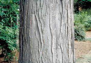 Picture of Gleditsia triacanthos 