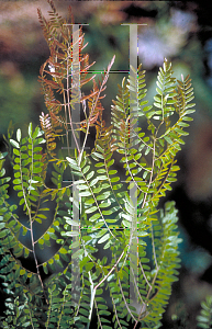 Picture of Gleditsia triacanthos 