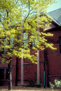 Picture of Gleditsia triacanthos f. inermis 'Sunburst'