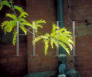 Picture of Gleditsia triacanthos f. inermis 'Sunburst'