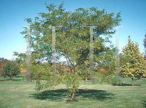 Picture of Gleditsia triacanthos f. inermis 'True Shade'