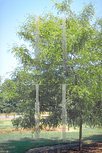 Picture of Gleditsia triacanthos f. inermis 'True Shade'