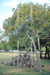 Picture of Guaiacum officinale 