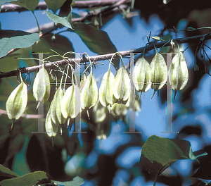 Picture of Halesia tetraptera 