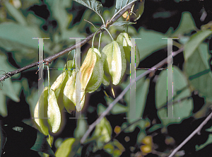 Picture of Halesia monticola 