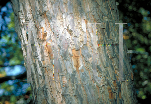 Picture of Halesia monticola 