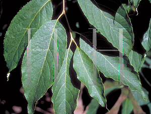 Picture of Halesia monticola 