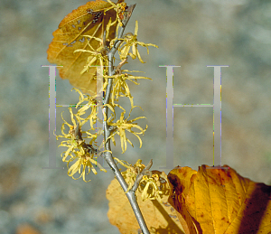 Picture of Hamamelis virginiana 