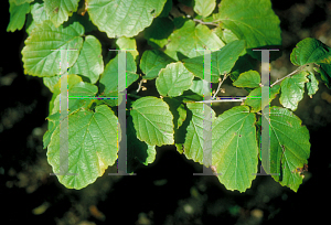 Picture of Hamamelis virginiana 