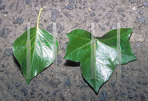 Picture of Hedera helix 