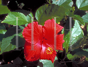 Picture of Hibiscus rosa-sinensis 