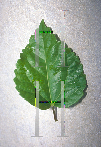 Picture of Hibiscus rosa-sinensis 