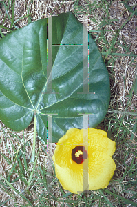 Picture of Hibiscus tiliaceus 