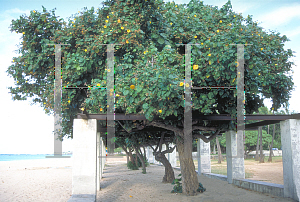 Picture of Hibiscus tiliaceus 