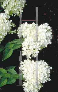 Picture of Hydrangea paniculata 