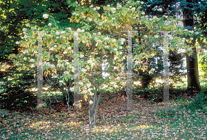 Picture of Hydrangea arborescens ssp. radiata 