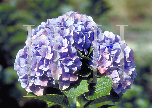 Picture of Hydrangea macrophylla 