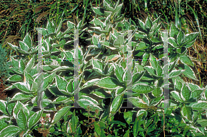 Picture of Hydrangea macrophylla 'Variegata'