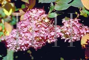 Picture of Hydrangea paniculata 