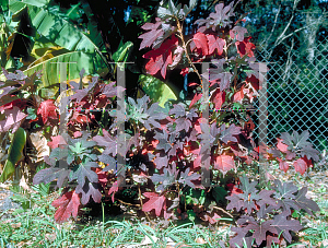 Picture of Hydrangea quercifolia 