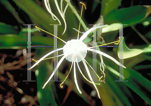 Picture of Hymenocallis latifolia 