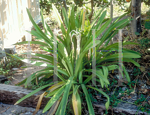 Picture of Hymenocallis latifolia 