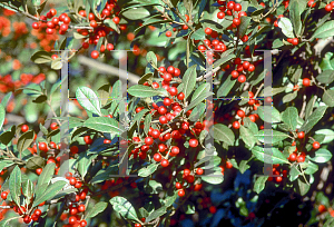 Picture of Ilex x attenuata 'East Palatka'