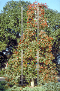 Picture of Ilex x attenuata 'East Palatka'