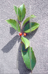 Picture of Ilex x attenuata 'Savannah'