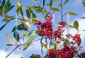 Picture of Ilex cassine 