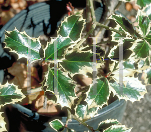 Picture of Ilex aquifolium 'Argenteo'