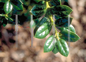 Picture of Ilex cornuta 'Burfordii Nana'