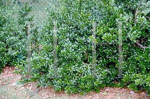 Picture of Ilex cornuta 'Burfordii Nana'