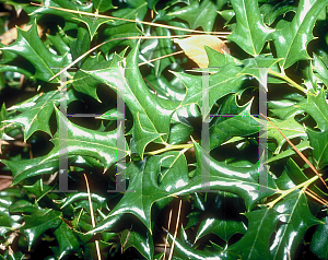 Picture of Ilex cornuta 'Rotunda'