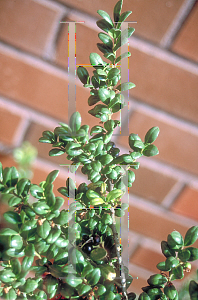 Picture of Ilex crenata 'Convexa'