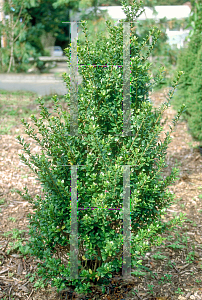 Picture of Ilex crenata 'Steeds'