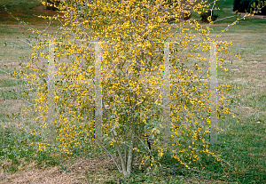 Picture of Ilex decidua 'Byers Golden'