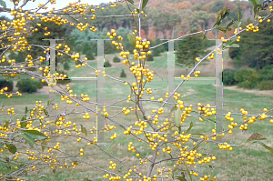 Picture of Ilex decidua 'Byers Golden'